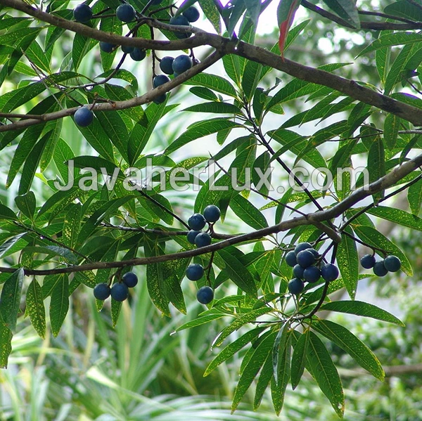 blue rudraksha fruit-javaherlux.com-میوه آبی درخت رودراکشا جواهر لوکس