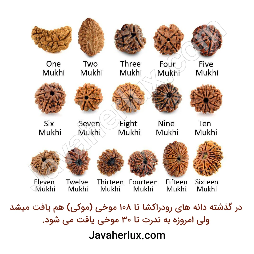 در گذشته دانه های رودراکشا تا 108 موخی (موکی) هم یافت میشد ولی امروزه به ندرت تا 30 موخی یافت می شود. جواهر لوکس - javaherlux.com