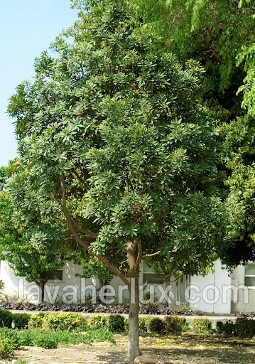 rudraksha-tree-plant-Javaherlux.com-درخت رودراکشا-جواهر لوکس