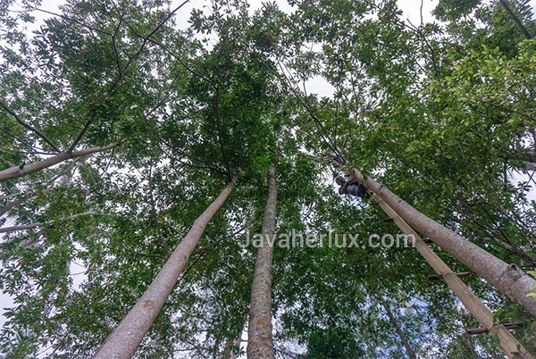rudraksha-tree-plant-Javaherlux.com-درخت رودراکشا-جواهر لوکس